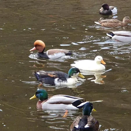 Apartamento Stürmlesloch Bad Wildbad